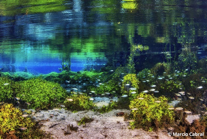 Flutuação na Nascente Azul | Natureza Tour | Bonito e Pantanal