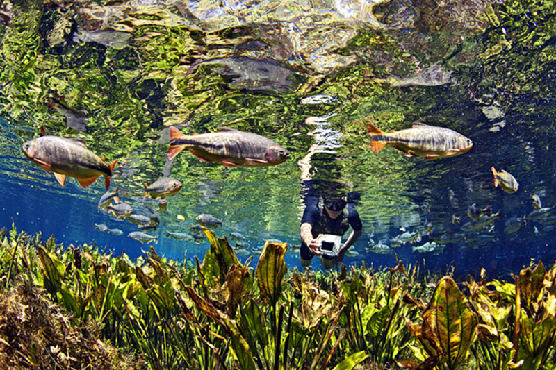 Flutuação no Aquário Natural | Natureza Tour | Bonito e Pantanal